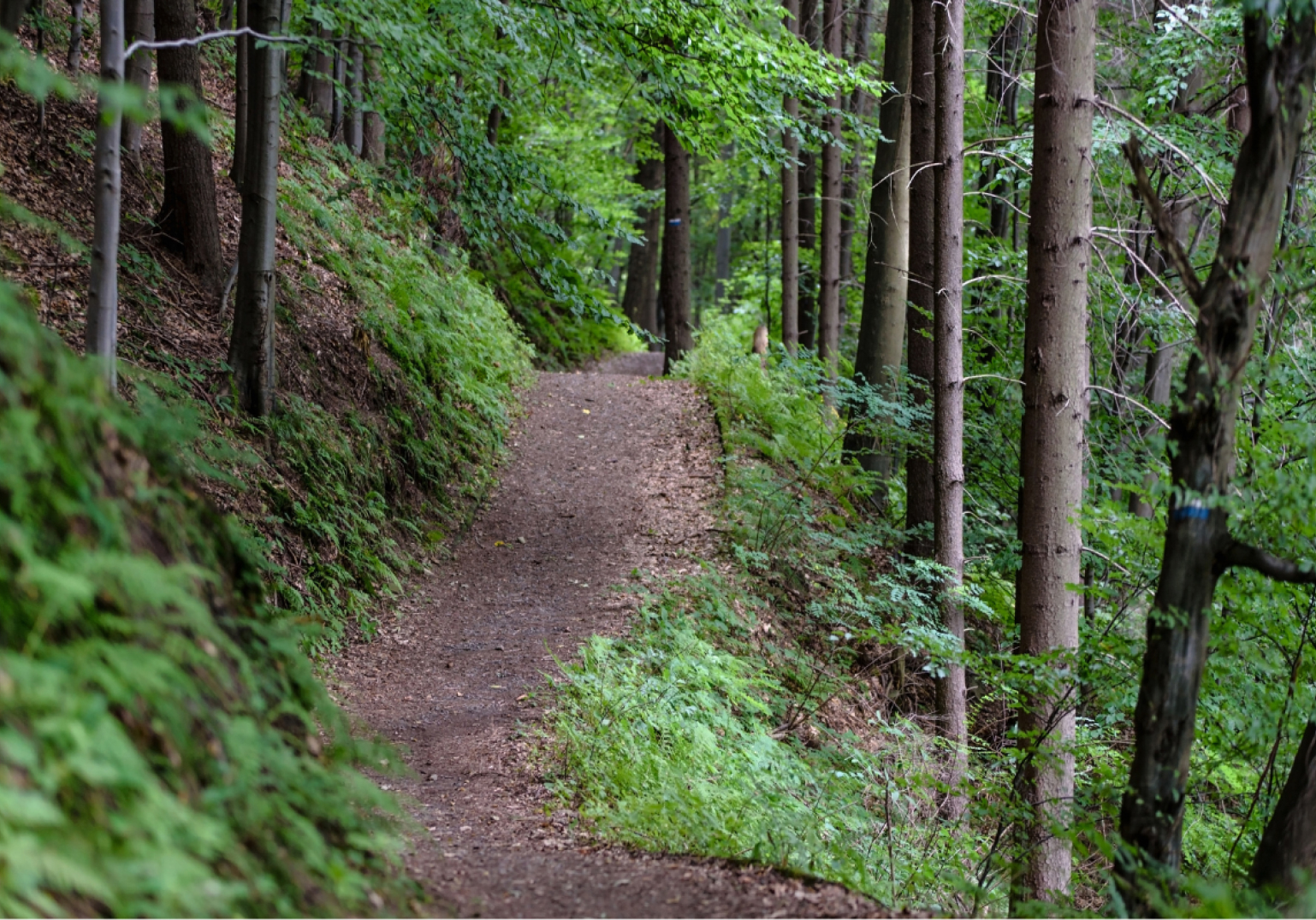 Gardendale hiking trail